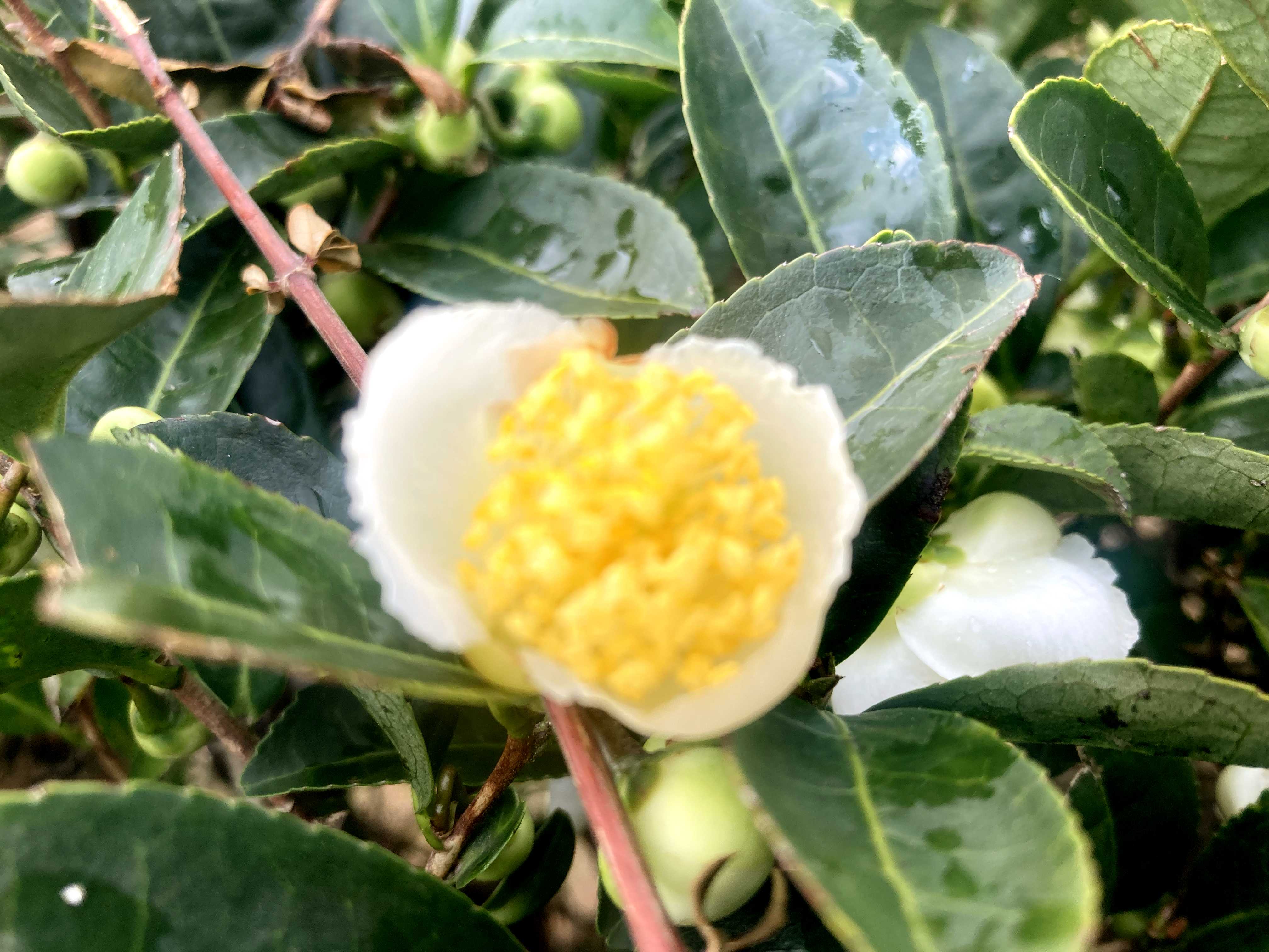 葉っぱ付きお花 なにこれ不思議！個性的な葉っぱをもつ植物10選｜🍀GreenSnap