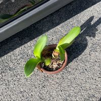 マユハケオモトの画像