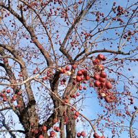 ナツメ,棗（なつめ）,棗（なつめ）,お寺,スーパーフードの画像