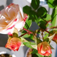 バラ,ミニトマト,薔薇,紫オクラ,家庭菜園の画像