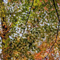 カシワバアジサイ,モミジ,紅葉,柿の木,シラカバの画像