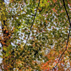 カシワバアジサイ,モミジ,紅葉,柿の木,シラカバの画像
