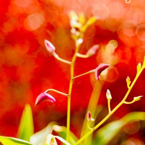 Dendrobium Garnet Lady,Dendrobium kingianum hyb.,金曜日の蕾たち,花市場Bellflower,窓辺の画像