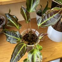 モノレナ プリムリフロラ,モノレナ プリムリフロラ,観葉植物,ハイドロカルチャー,塊根植物の画像