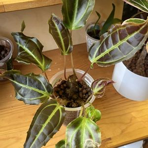 モノレナ プリムリフロラ,モノレナ プリムリフロラ,観葉植物,ハイドロカルチャー,塊根植物の画像