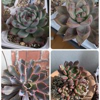 ピンクルビー,ネオンブレーカ－ズ,紅葉（こうよう）,寒さに負けない,お部屋の画像