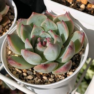 チワワエンシス,姫秋麗,桃太郎,レッドベリー,多肉植物の画像