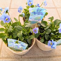 茉莉花,お迎え記録の画像