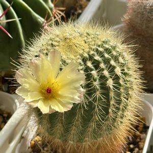 サボテン,金小町,翠晃冠,サボテンの花,すーちゃんのサボテンの画像