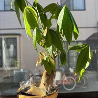 デンドロビウム,デンドロビウム,デンドロビウム,パキラ,パキラの画像