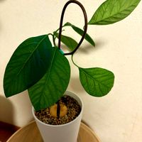 アボカド,アボカド,観葉植物,緑のある暮らし,自然大好きの画像