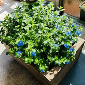 リビング,❓ばかりのベランダ園芸,L字ベランダの画像