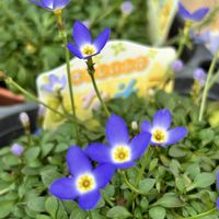 ヒナソウ,開花中,青花の画像