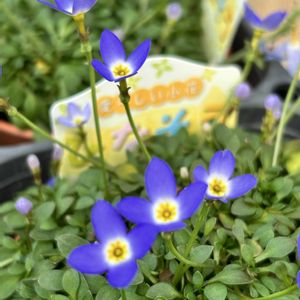 ヒナソウ,開花中,青花の画像