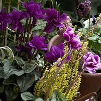 エリカ,シクラメン フェアリーピコ,パンジー ローブドゥアントワネット,ダリア 艶舞,ダリア 艶舞の画像