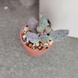 アザラシ,アドロミスクス　クーペリー,達磨天錦章,達磨クーペリー,多肉植物の画像