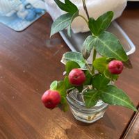 ヒペリカムの画像