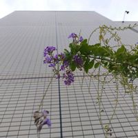 デュランタ 宝塚,今日も元気で,キュンキュン乙女倶楽部,マザーパープル,チーム・ブルーの画像