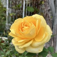 サルビア,バラ,ローズマリー,小菊,マチルダの画像