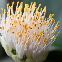 マユハケオモトの画像