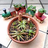 ツメレンゲ,吹雪の松,アナカンプセロスの画像