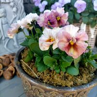 小菊さとの,グランドカバー,小さな庭の画像