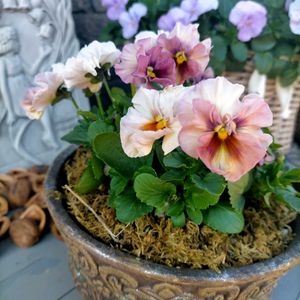 小菊さとの,グランドカバー,小さな庭の画像