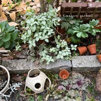 アジュガ,グランドカバー,葉っぱ,おうち園芸,府民の園芸の画像