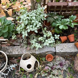 アジュガ,グランドカバー,葉っぱ,おうち園芸,府民の園芸の画像