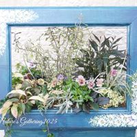 ビオラ　レディ,ギャザリング,花のある暮らし,小さな幸せ♡,ありがとう♡の画像