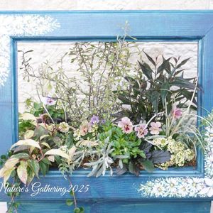 ビオラ　レディ,ギャザリング,花のある暮らし,小さな幸せ♡,ありがとう♡の画像