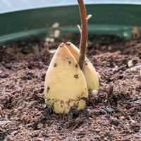 アボカド,花のある暮らし,癒される♡,花と緑のある暮らし,癒し✨の画像