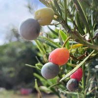 ザクロ,イヌマキ,ナンキンハゼ,木の実,散歩道の画像