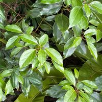 クスノキの画像