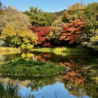 紅葉,イチョウ,お散歩,秋の風景,被災地にエールを…。の画像
