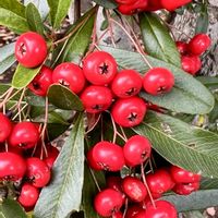 ピラカンサ,ピラカンサ,可愛い実,紅葉（こうよう）,ユーミンつながりの画像