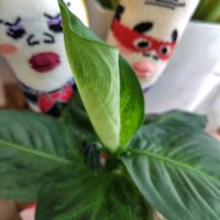 ディフェンバキア,彼岸花　ひがんばな,富士山,チキン倶楽部,ぼん・観葉植物の画像