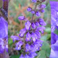 アキノタムラソウ,オニノゲシ,ヒメジョオン,山野草,野草の画像