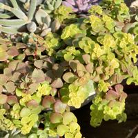 グリーンネックレス,ブロウメアナ,ブロウメアナ,リトルミッシー,丸葉万年草の画像