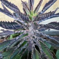 不死鳥,庭の画像