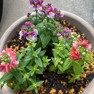 ネメシア,苔(コケ),葉牡丹,ツゲ,ネズミサシの画像