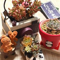 エケベリア,オーロラ,オーロラ,多肉植物 寄せ植え,セダム・オーロラの画像