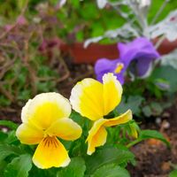 オルラヤ,ニゲラ,芳香水仙ピピット,タイムに似た植物,寄せ植えの画像