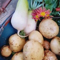 ジャガイモ,山野草,花のある暮らし,チーム愛知,雲仲間の画像