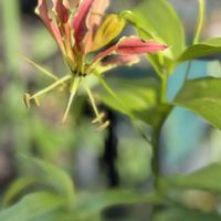 グロリオサ,ハイビスカス　ケイト,かわいいな♡,花のある暮らし,お花が好き♡の画像