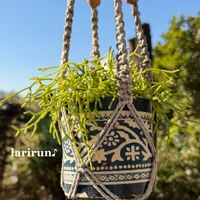 リプサリス,多肉植物,植え替え,挿し穂,多肉植物の紅葉の画像