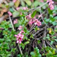 タイム,イヌタデの画像