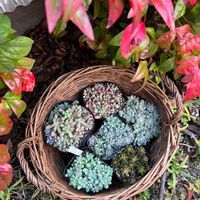 ブラックベリー,乙女心,プロリフィカ,多肉植物いろいろ,乙女心×プロリフィカの画像