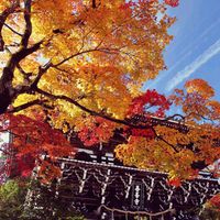 モミジ,紅葉,イロハモミジ,善峯寺,ミラーレス一眼の画像