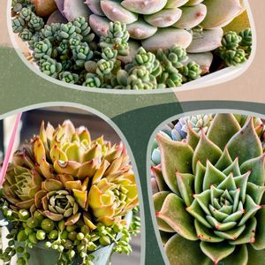 多肉植物,多肉寄せ植え,可愛い,元気！,もりもり多肉の画像